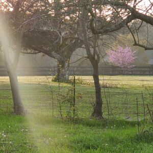 Morning Sunlight