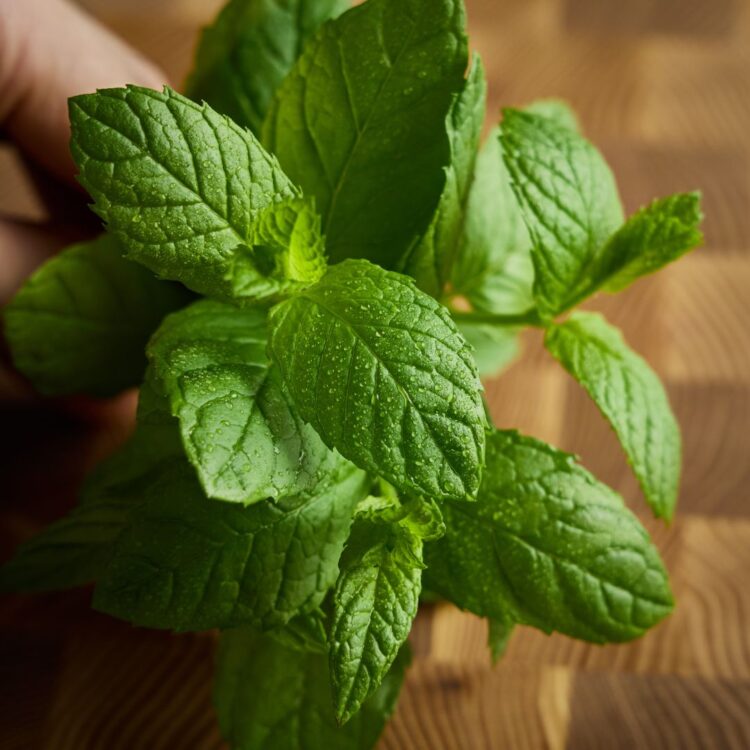 Spearmint Leaf