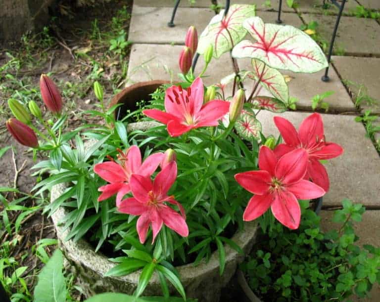 Flowers on the backyard patio in May.