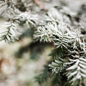Frosted Fir Leaves