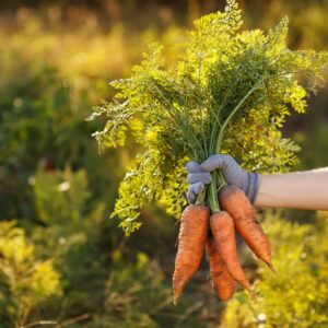 Bunch of Carrots