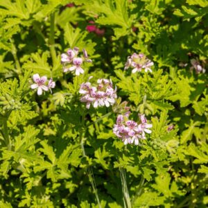 Geranium plant