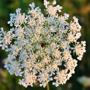 Queen Anne's Lace
