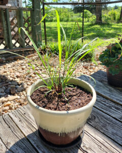 Lemongrass Plant