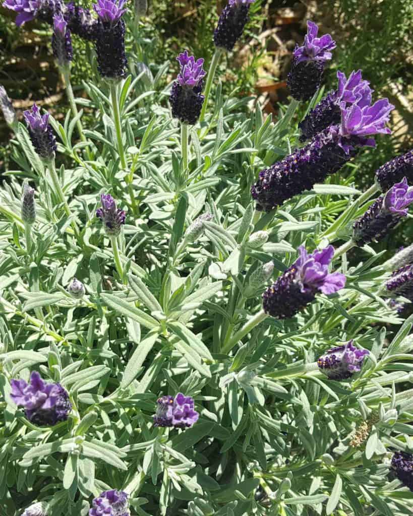 Lavender Plant