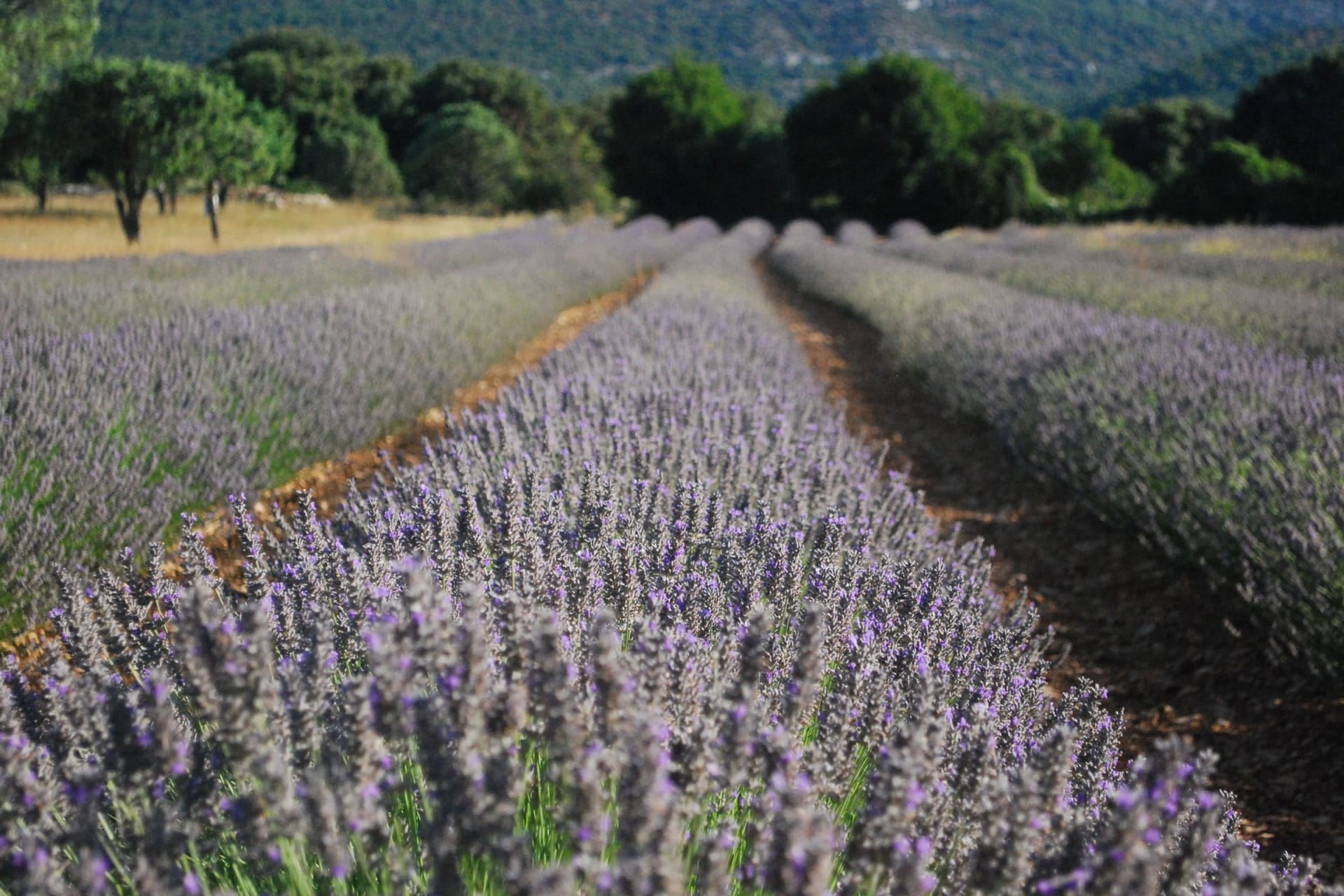 What is Lavandin? Benefits of Lavandin Essential Oil