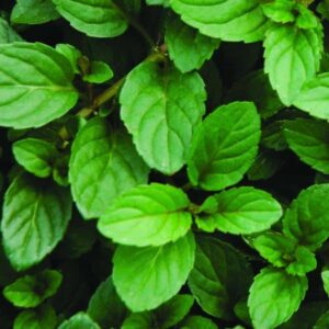 Peppermint Leaves