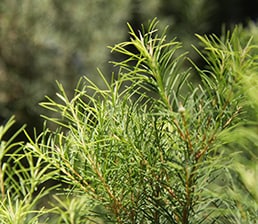 Tea Tree Plant Leaves