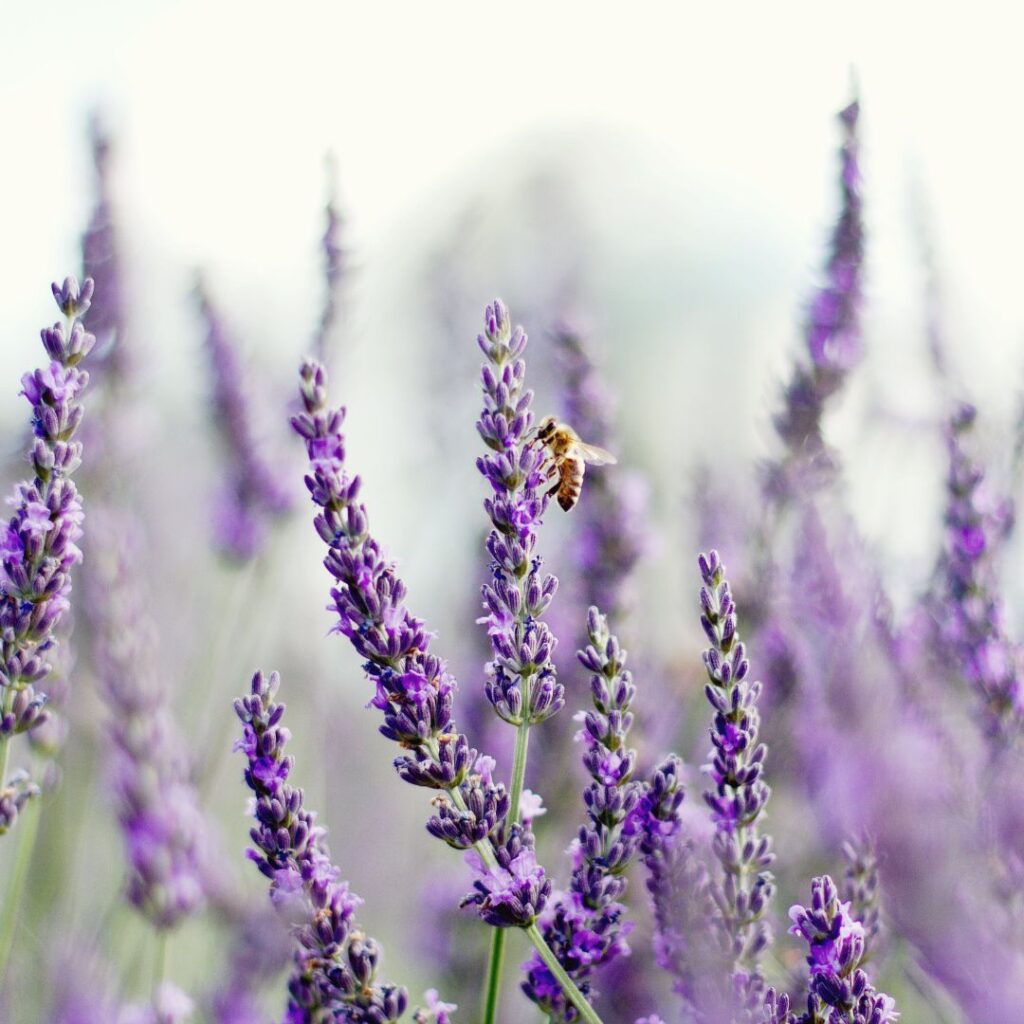 Lavender Plant