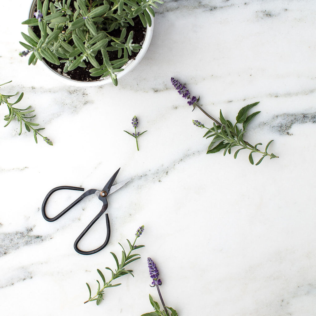 lavender may be your best scent
