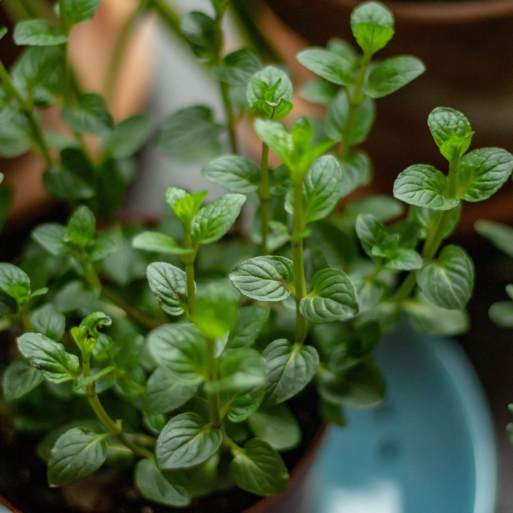 Chocolate Mint Herb