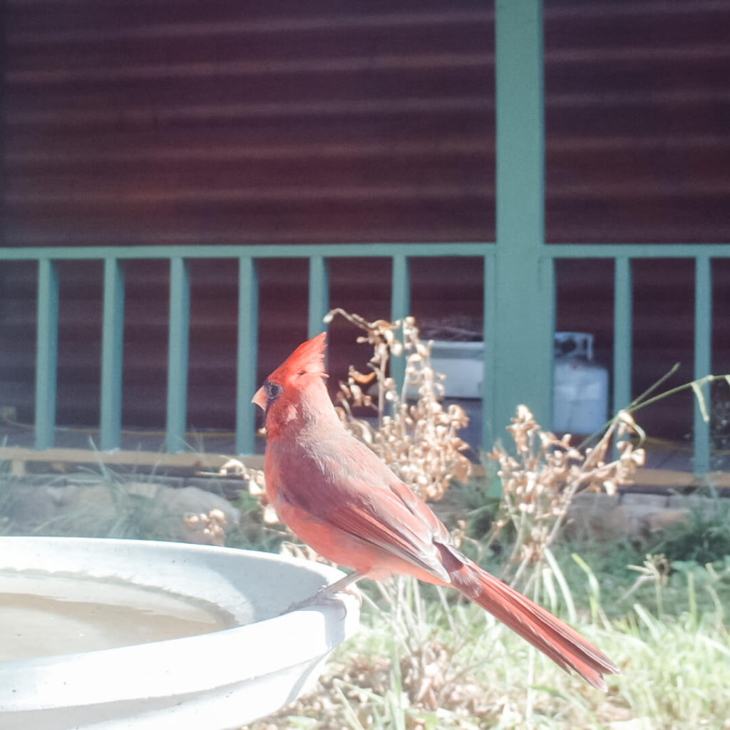 Cardinal-on-birdbath