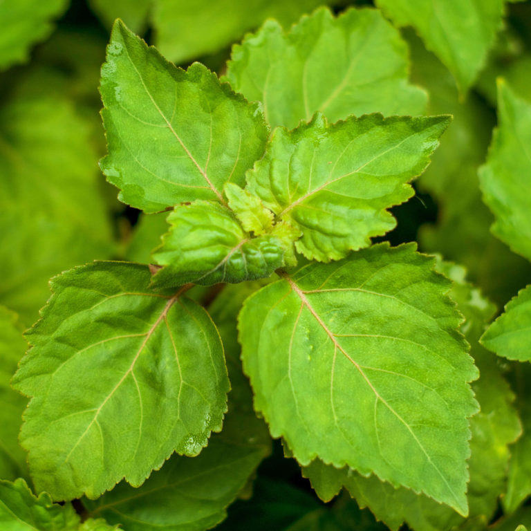 Patchouli Leaves