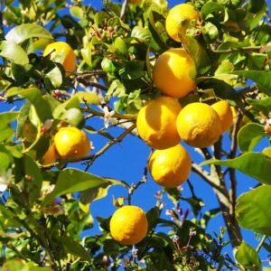 Lemons