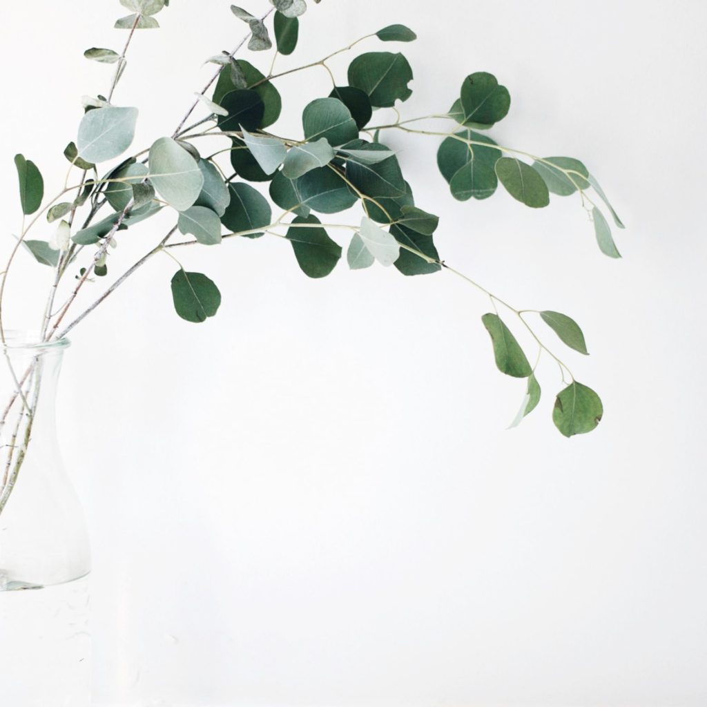 Eucalyptus essential oil comes from the leaves.