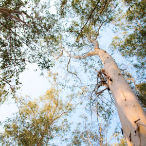 Eucalyptus Trees are grown all over the world for essential oil.