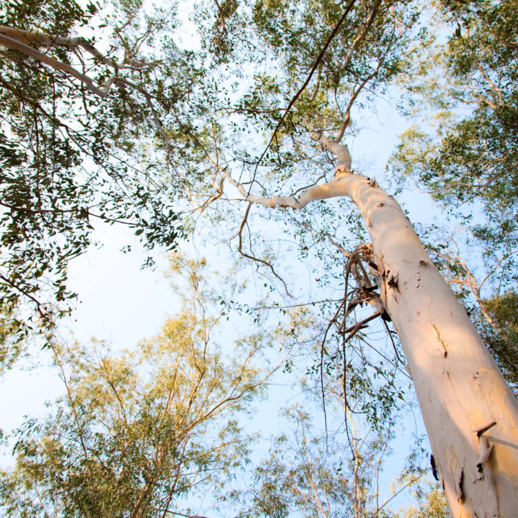 5 Eucalyptus Oil Benefits for Skin Healing Discover the Power of Eucalyptus for Your Skin