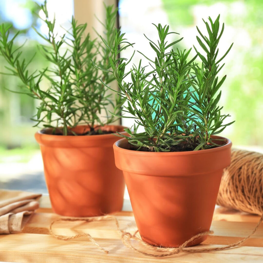 Rosemary in pots on the counter