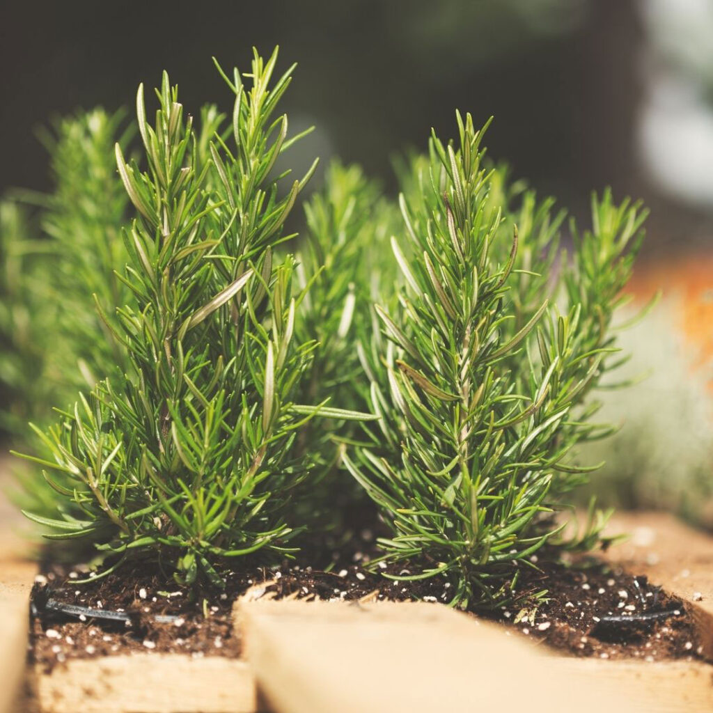 Rosemary Plant