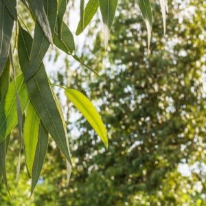 Eucalytus Tree Leaves