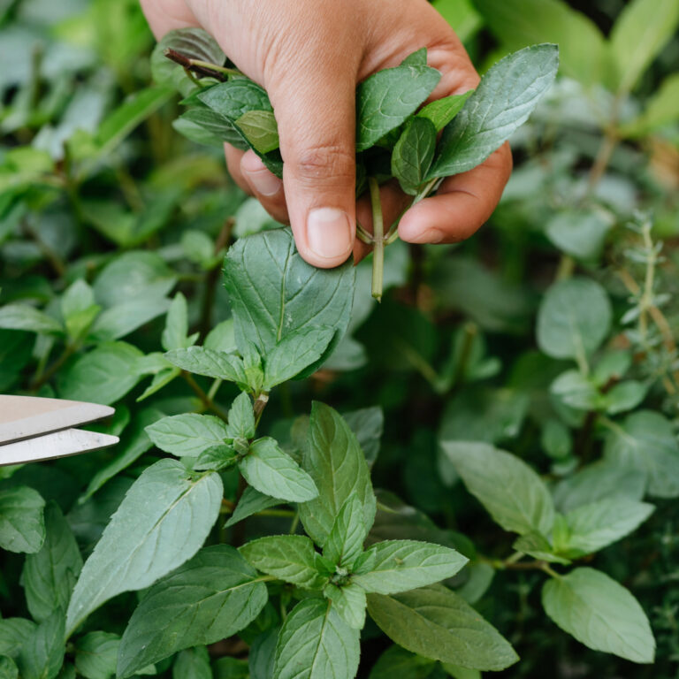 Peppermint vs Spearmint
