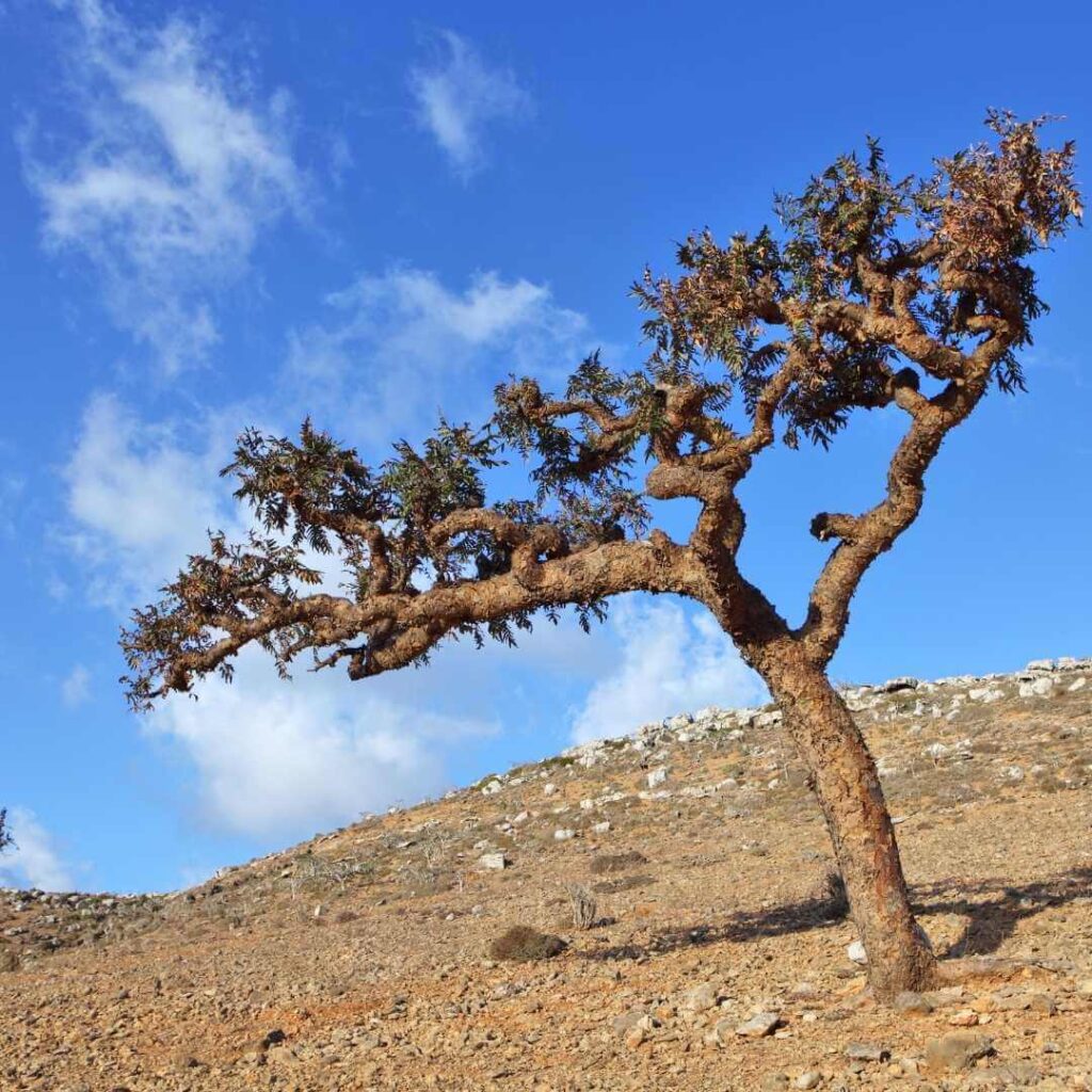 Boswellia Tree