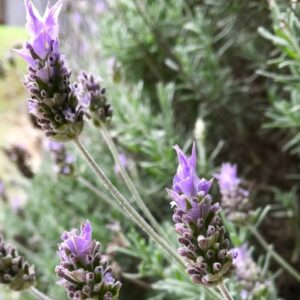 Lavender Plant