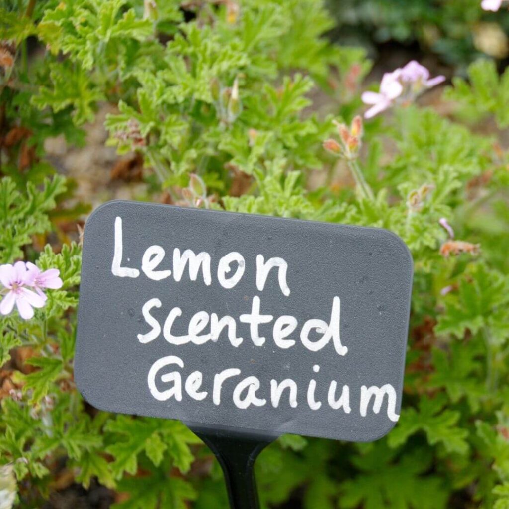 Geranium plant