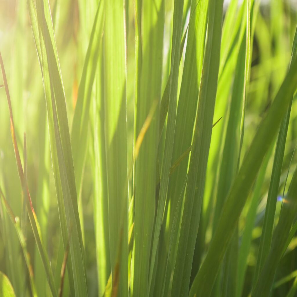 Lemongrass Herb