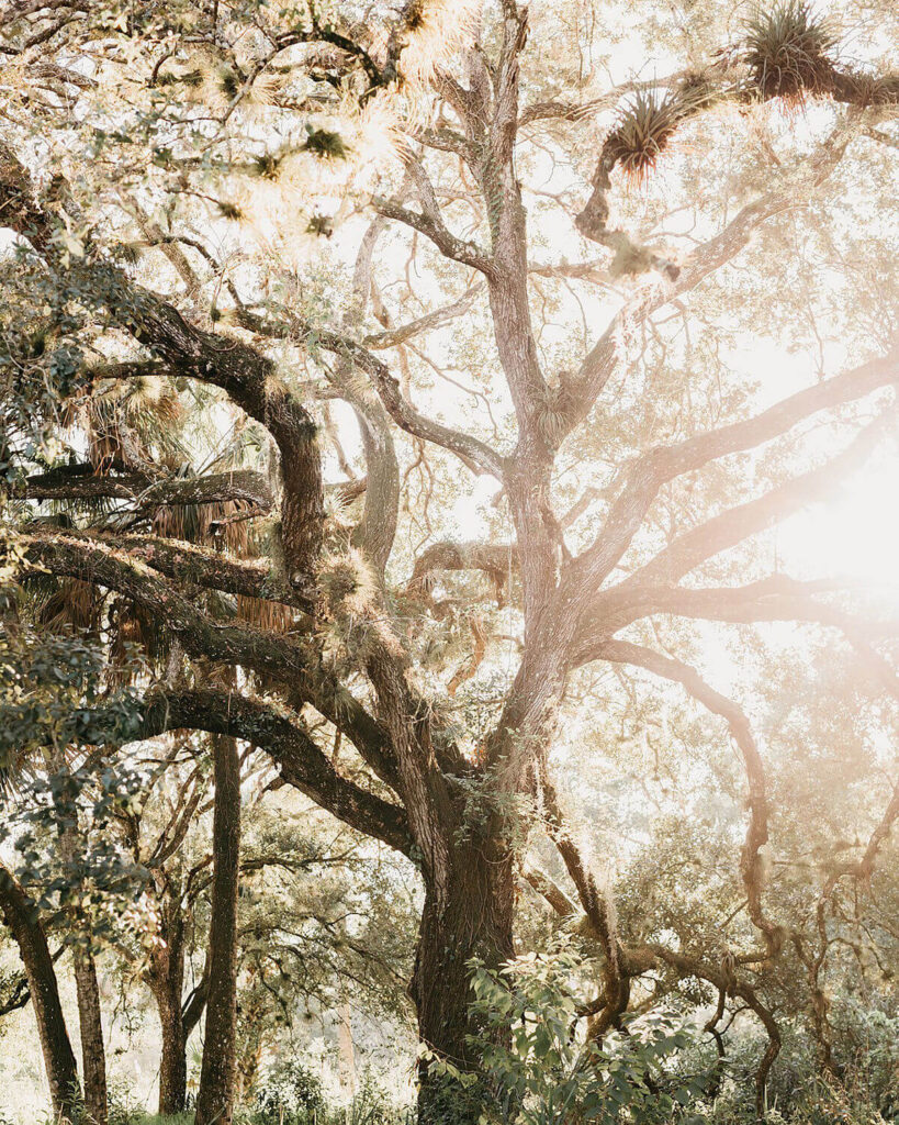 Trees with light coming through