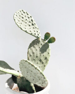 Texas Prickly Pear Cactus
