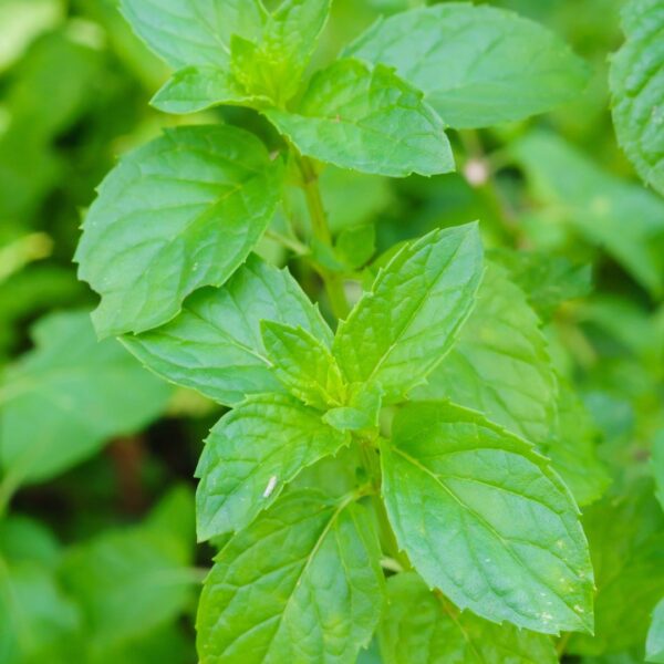 Spearmint Better Choice than Peppermint?