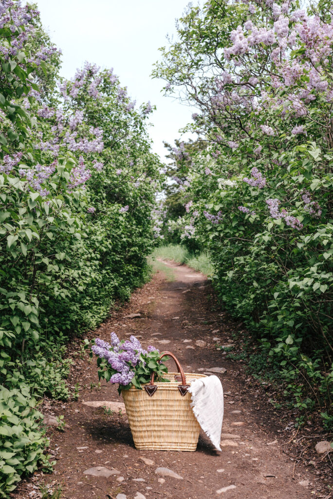 Field of lavender with basket