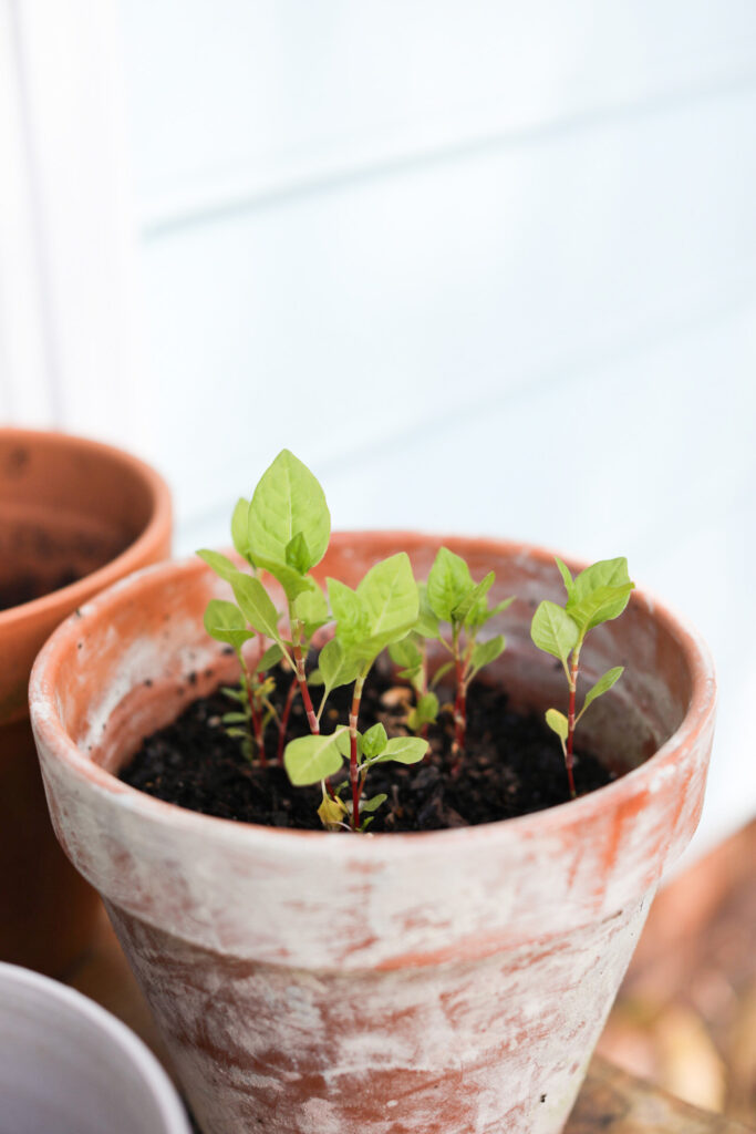 Seedlings in a pot