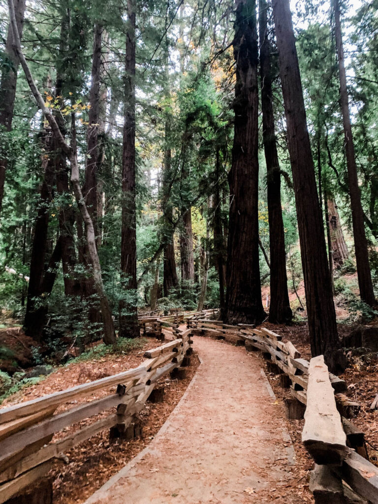 Hiking in the Forest