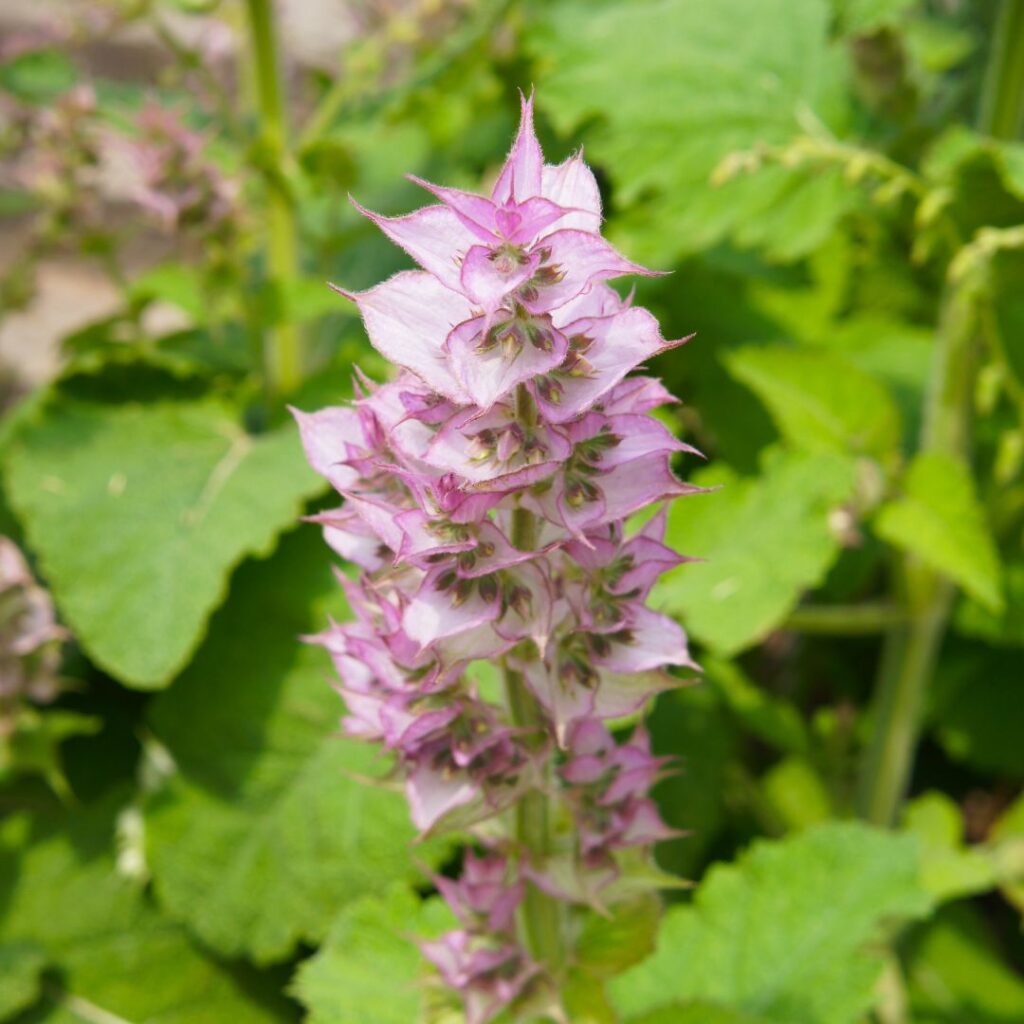 Clary Sage Plant