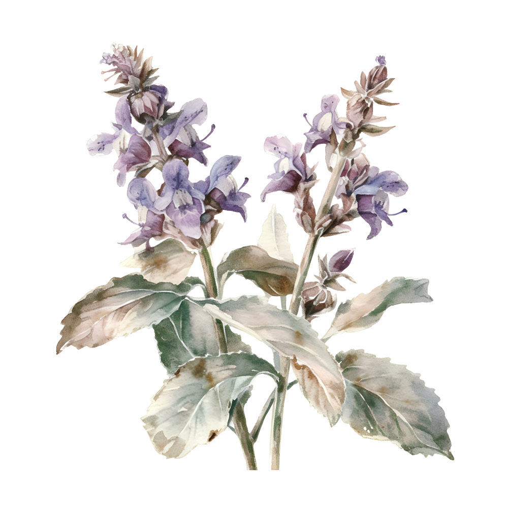 Sage Plant