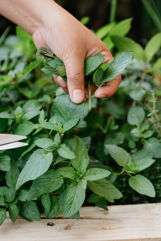 Picking Mint Leaves
