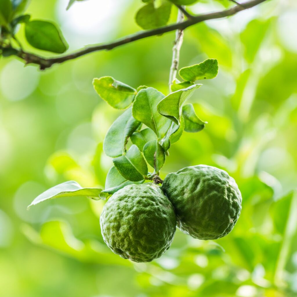 Bergamot what is it