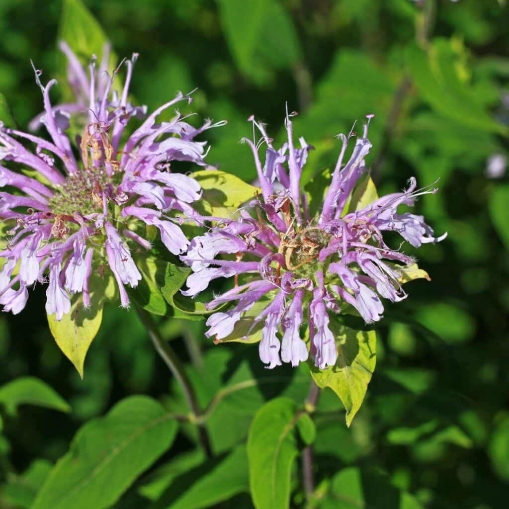 Bergamot Plants