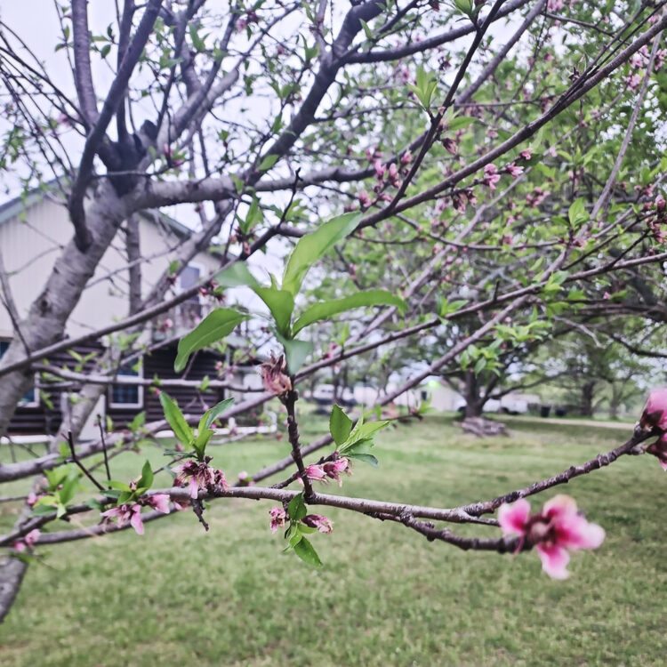 Spring Blooms