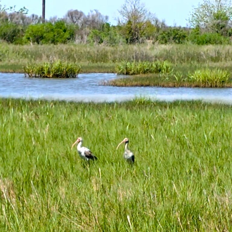 The Reset You Didn't Plan - Sea Rim SP