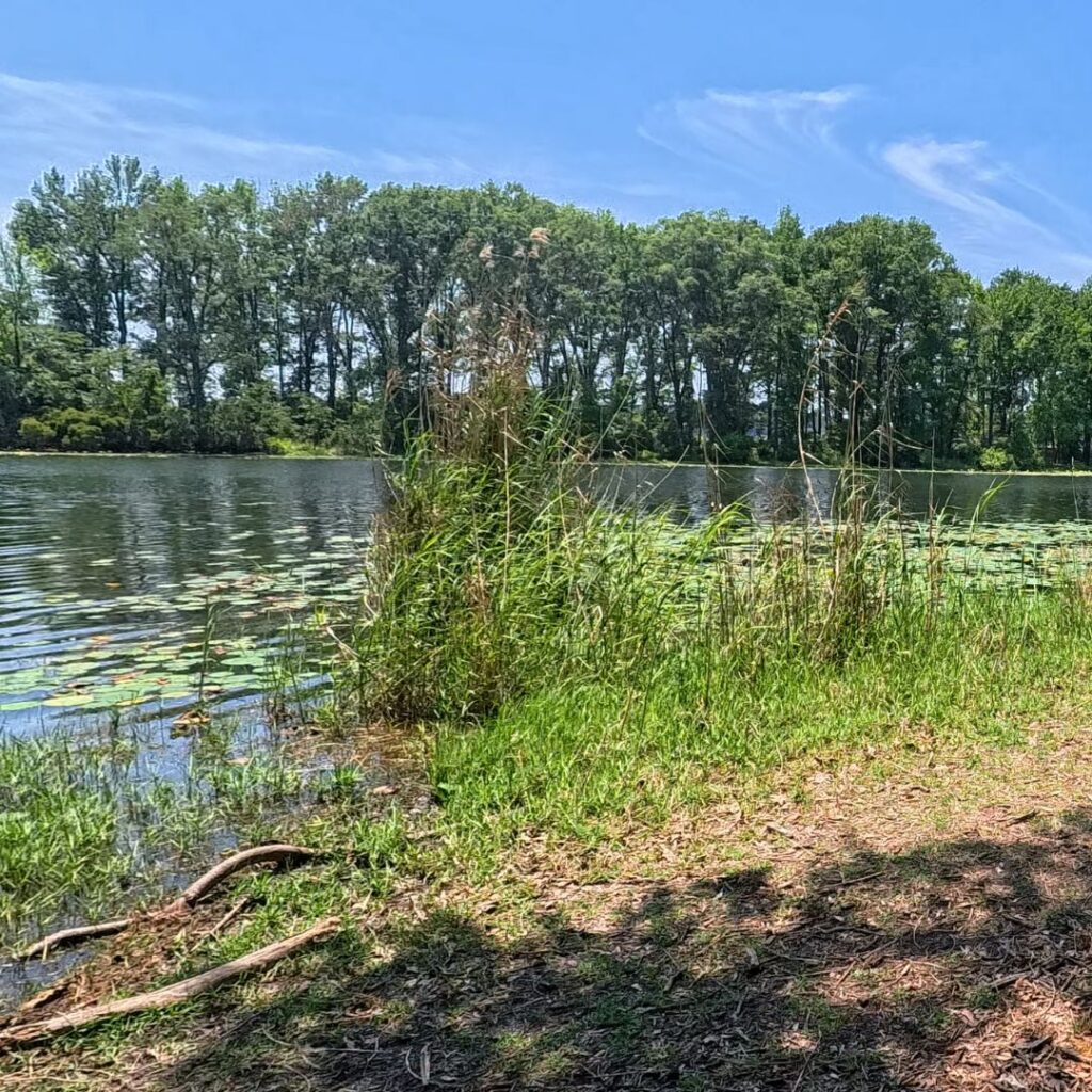 Martin Creek Lake State Park Water Lilies