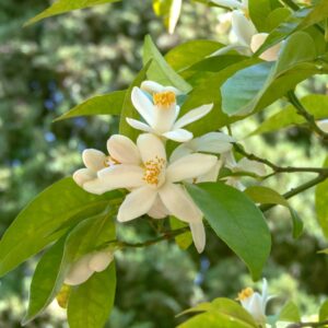 Orange Blossom Flowers