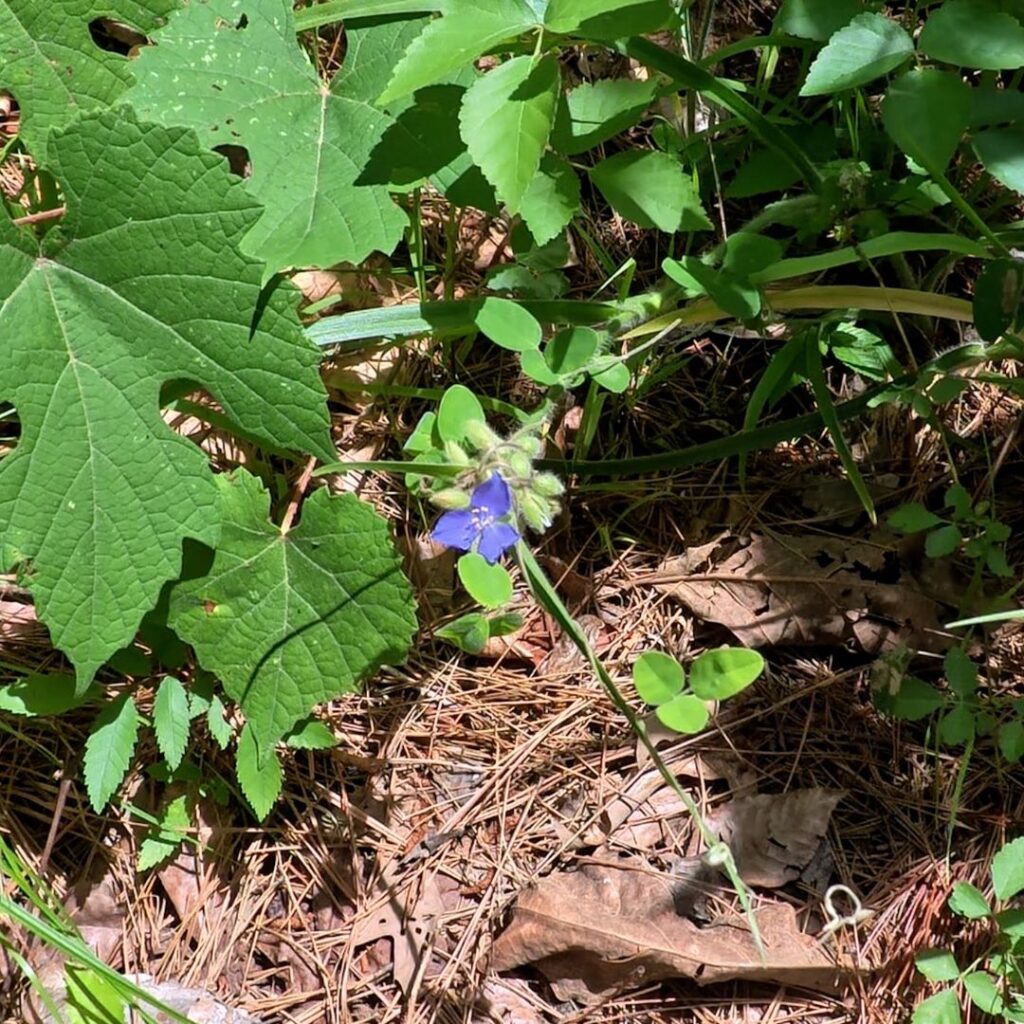 Purple Flower at Daingerfield State Park