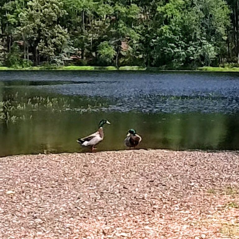Ducks at Daingerfield State Park