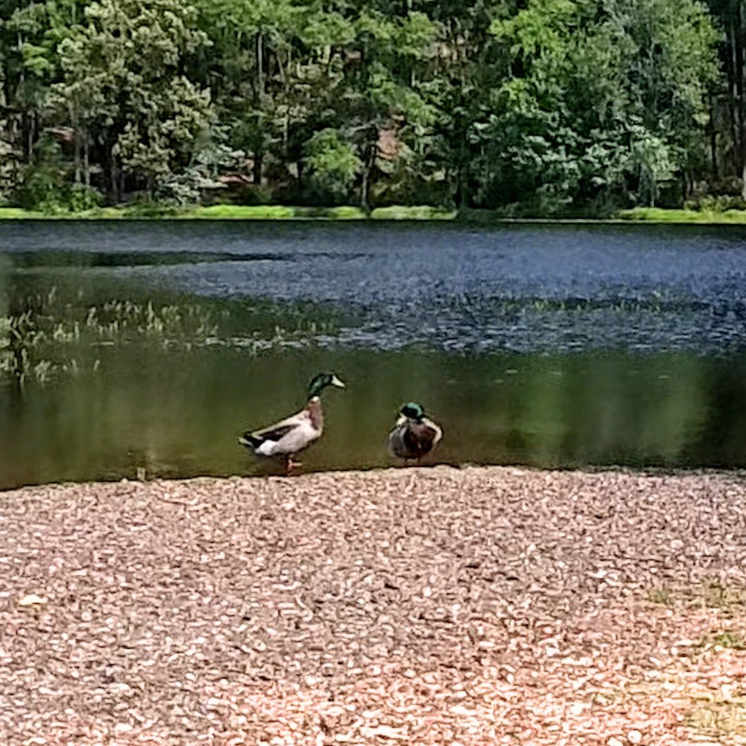 Ducks at Daingerfield State Park
