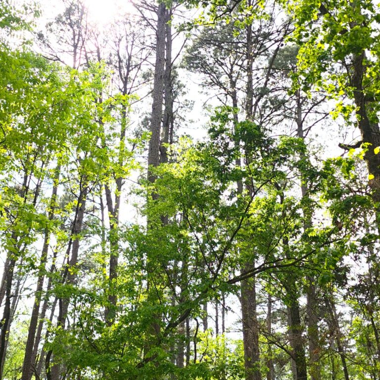 Tyler State Park Pine Trees