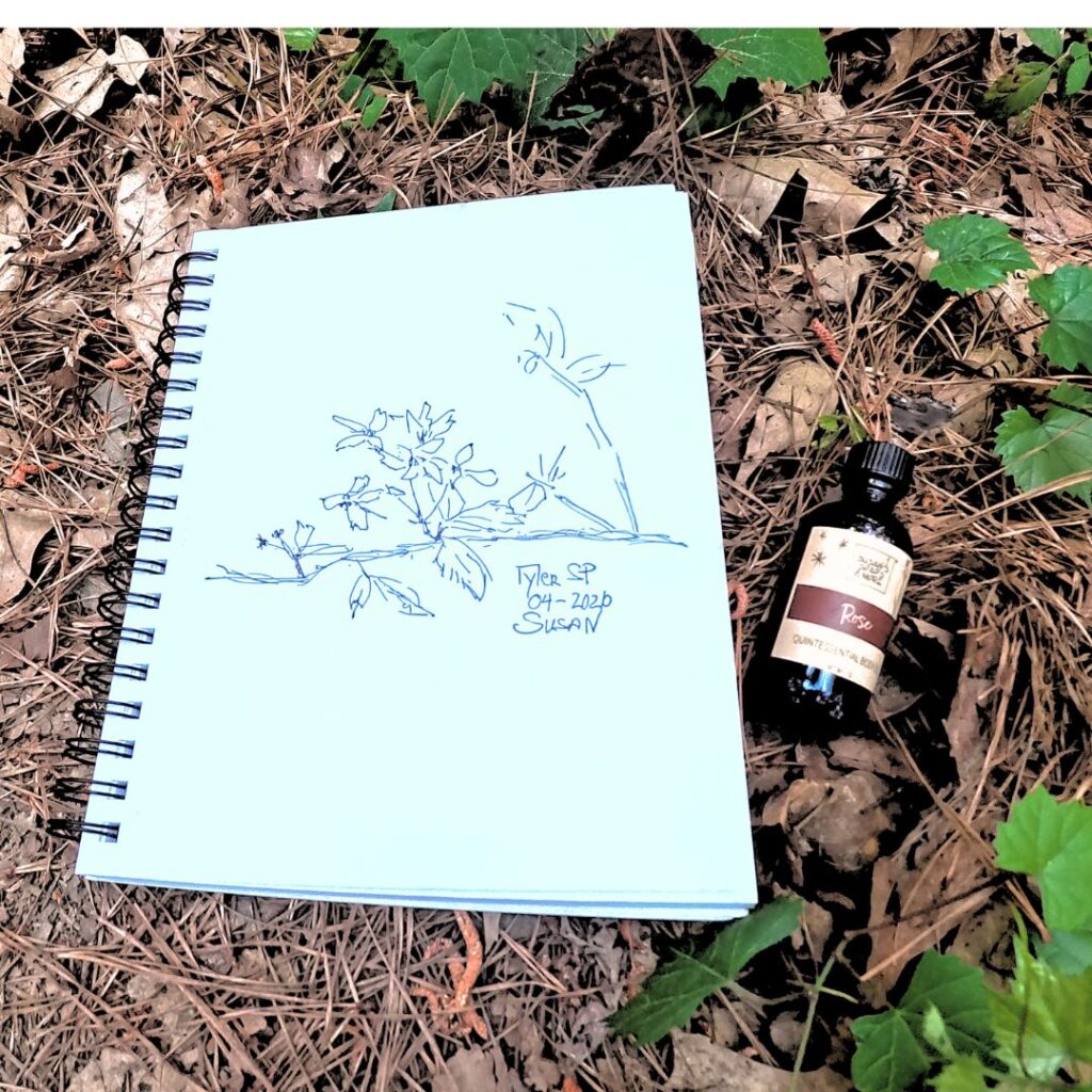 Tyler State Park Sketch & Rose Oil