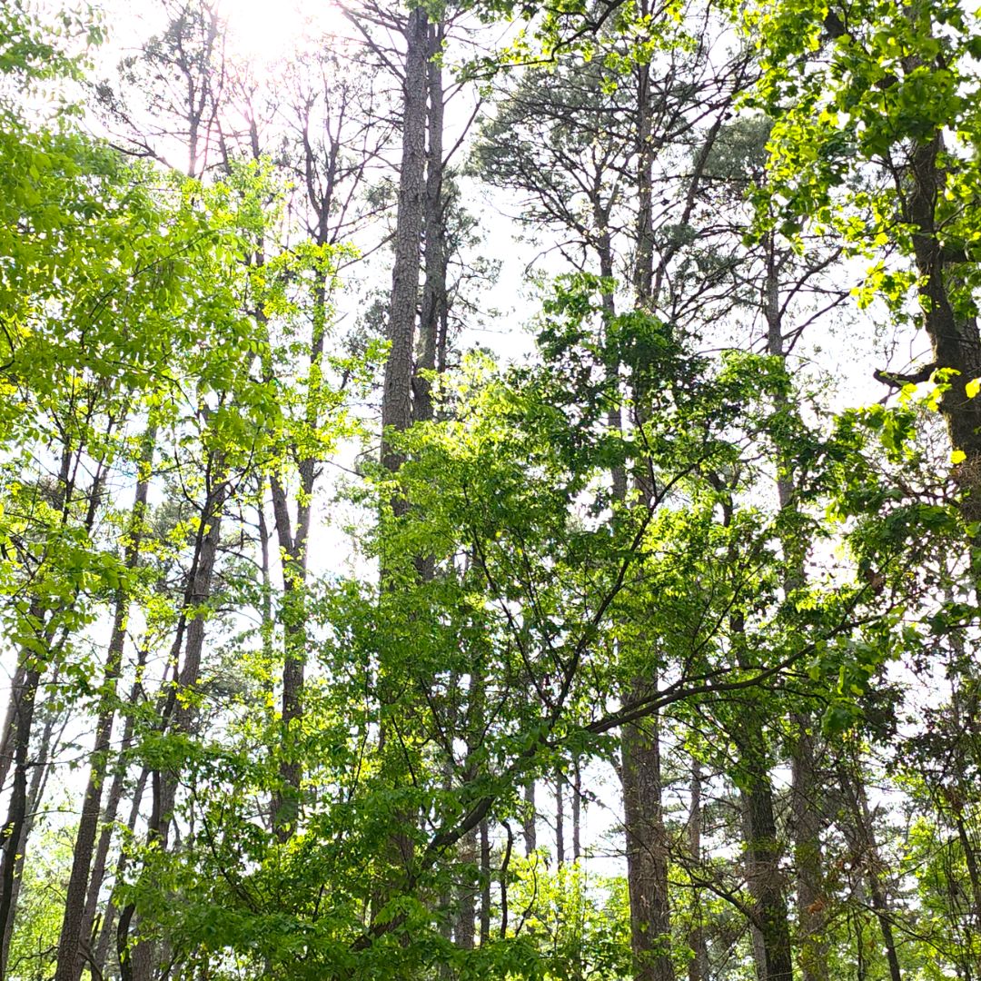 Tyler State Park Pine Trees